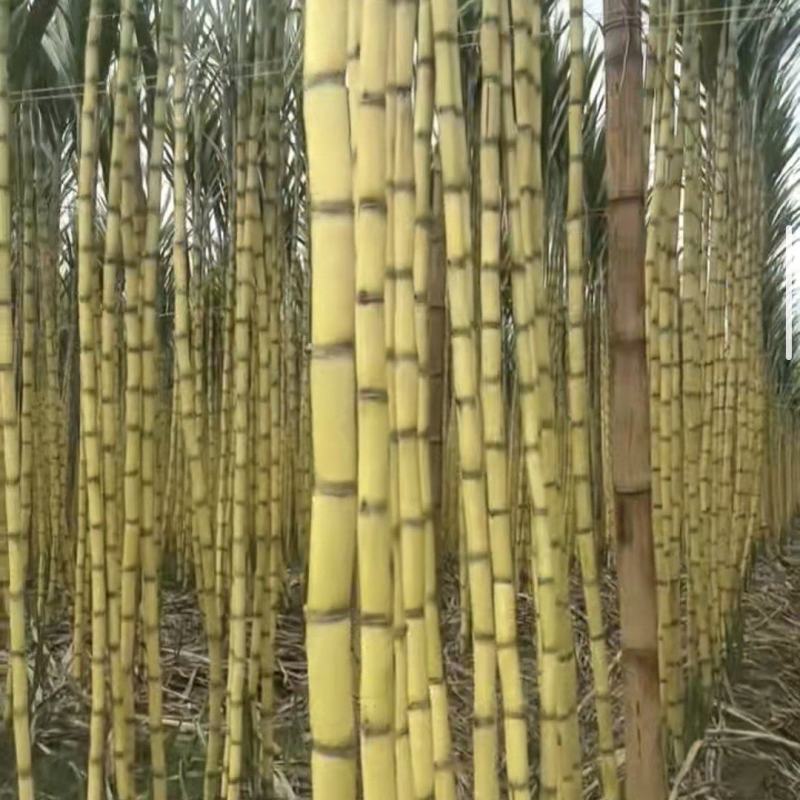 西双版纳黄金甘蔗0裂口皮毛靓高品质好货
