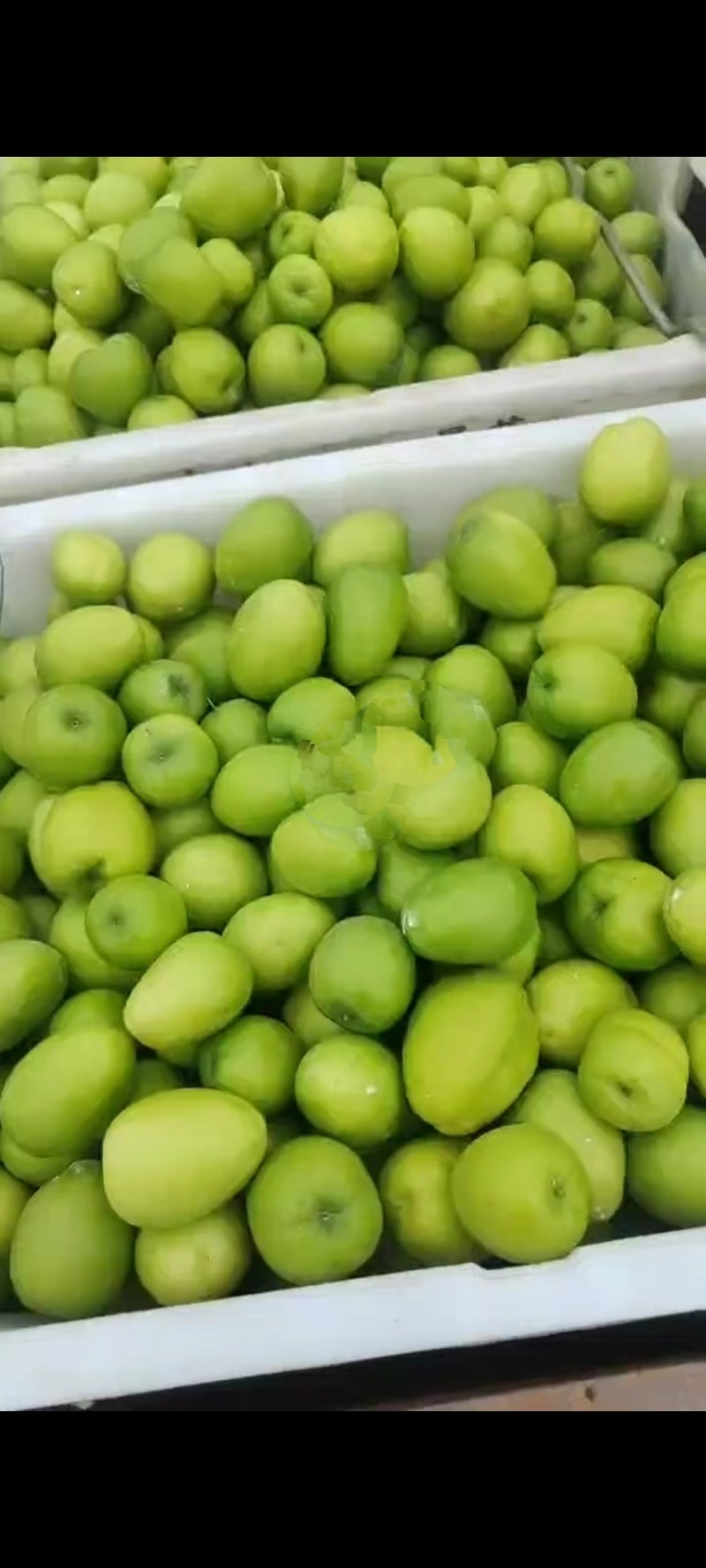 青枣