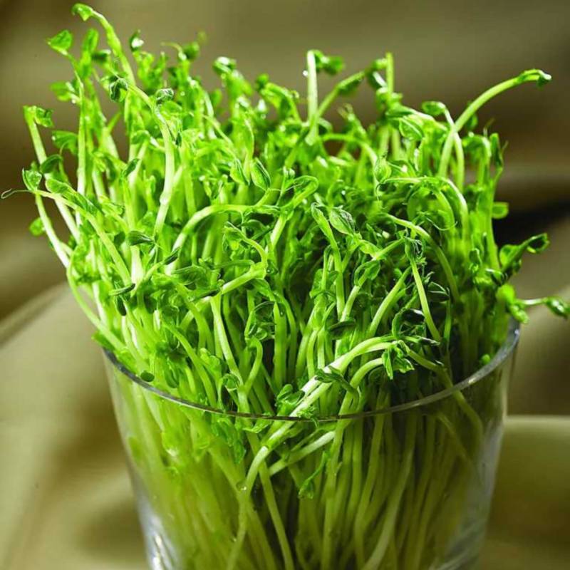 【实力推荐】千岛湖豌豆芽水源好产地直销可对接全国电商