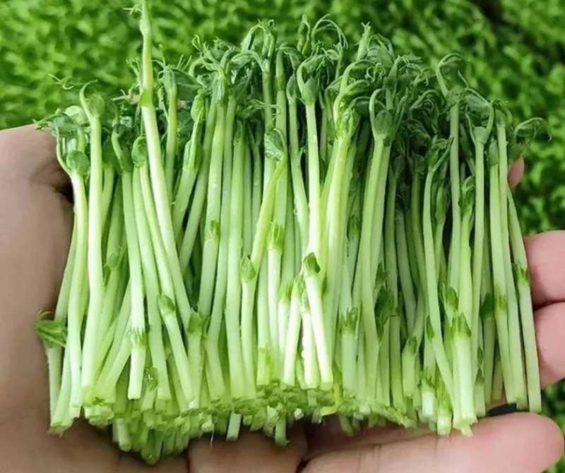 【实力推荐】千岛湖豌豆芽水源好产地直销可对接全国电商