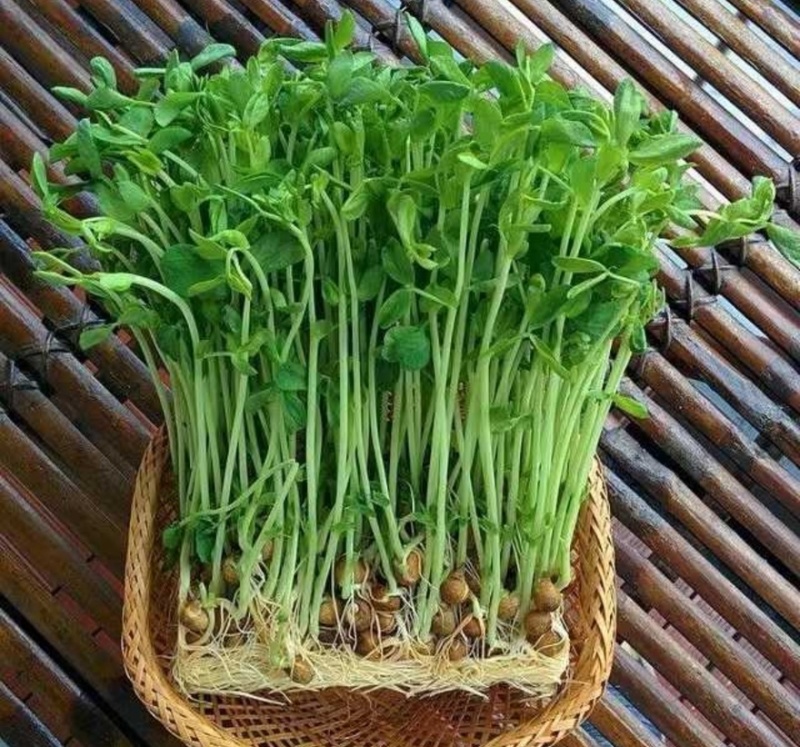 【实力推荐】千岛湖豌豆芽水源好产地直销可对接全国电商