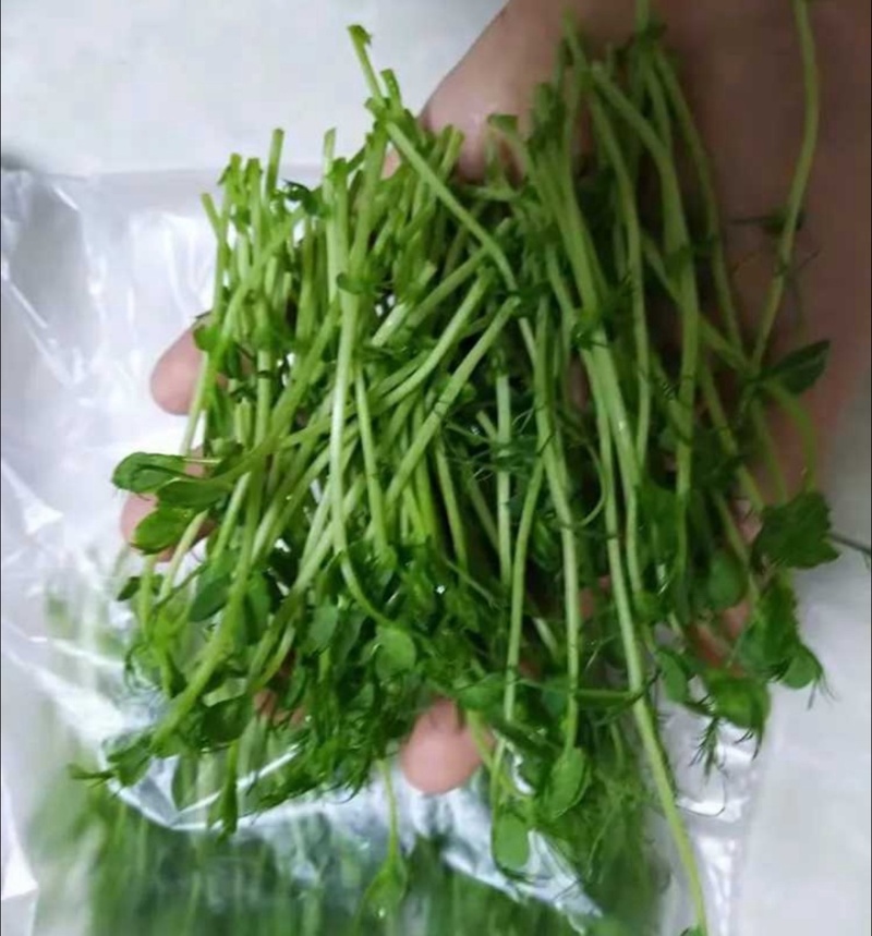 【实力推荐】千岛湖豌豆芽水源好产地直销可对接全国电商