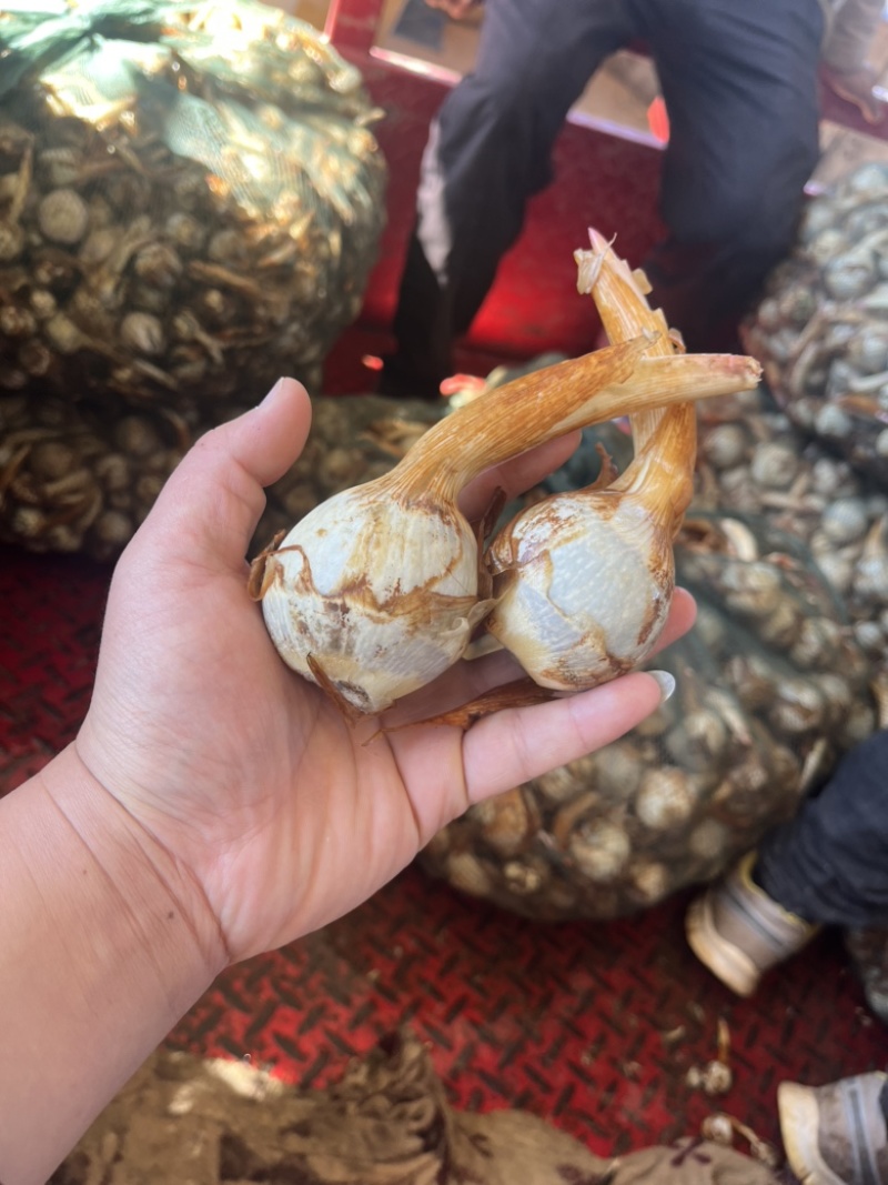 云南冬季精品蓝皮茨菇大量上市大吨位供应欢迎来电咨询