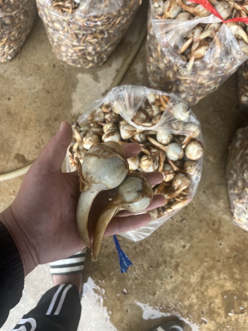 云南冬季精品蓝皮茨菇大量上市大吨位供应欢迎来电咨询