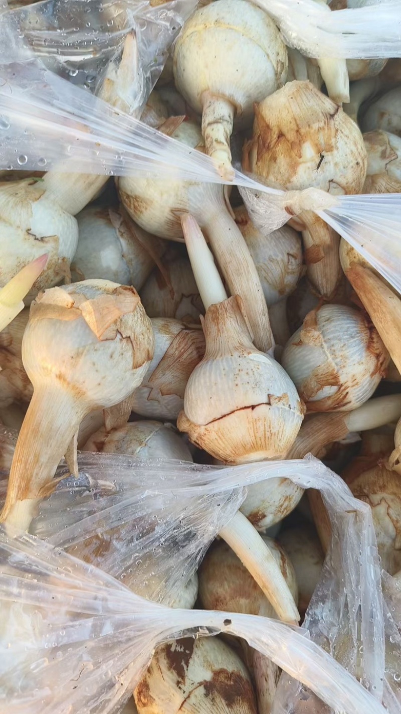 云南冬季精品蓝皮茨菇大量上市大吨位供应欢迎来电咨询