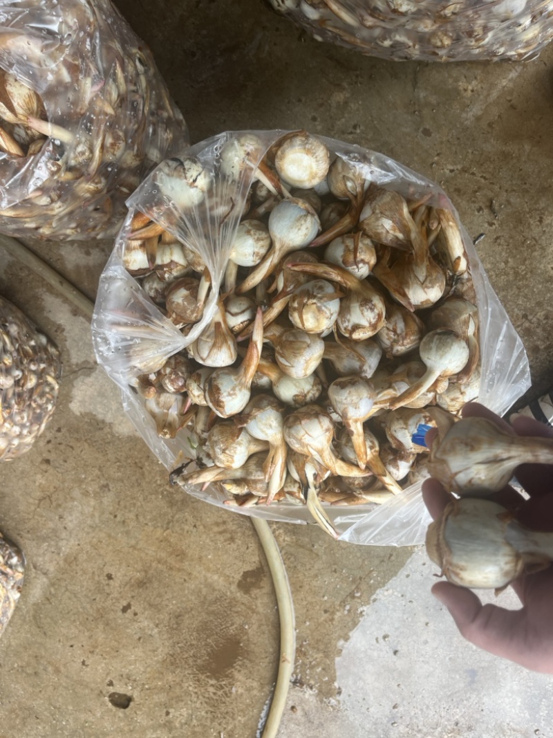 云南冬季精品蓝皮茨菇大量上市大吨位供应欢迎来电咨询