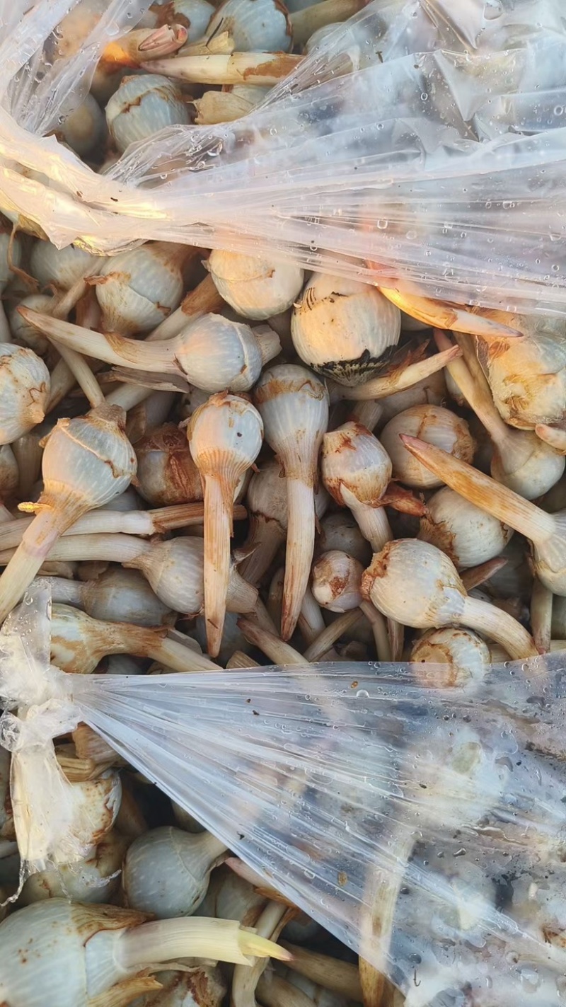 云南冬季精品蓝皮茨菇大量上市大吨位供应欢迎来电咨询