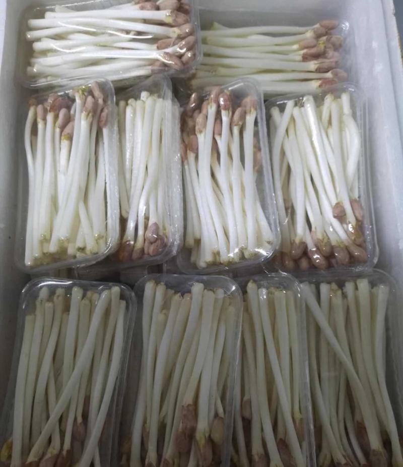 【花生芽】花生芽千岛湖产地直销量大从优可视频看货对接