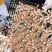 【花生芽】花生芽千岛湖产地直销量大从优可视频看货对接