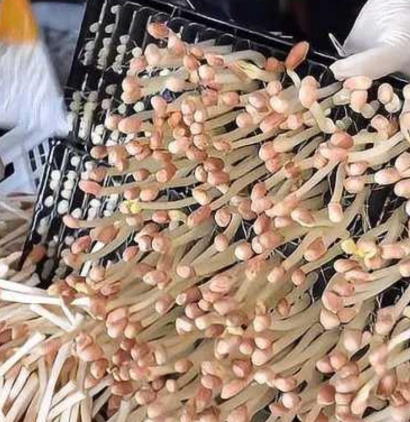 【花生芽】花生芽千岛湖产地直销量大从优可视频看货对接