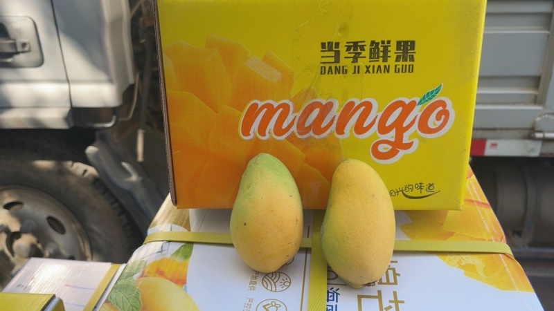 海南三亚小台芒现货现发、品质稳定.不是百家货。现货！
