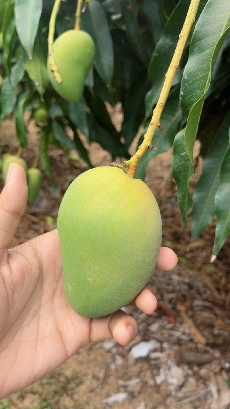 海南三亚小台芒现货现发、品质稳定.不是百家货。现货！