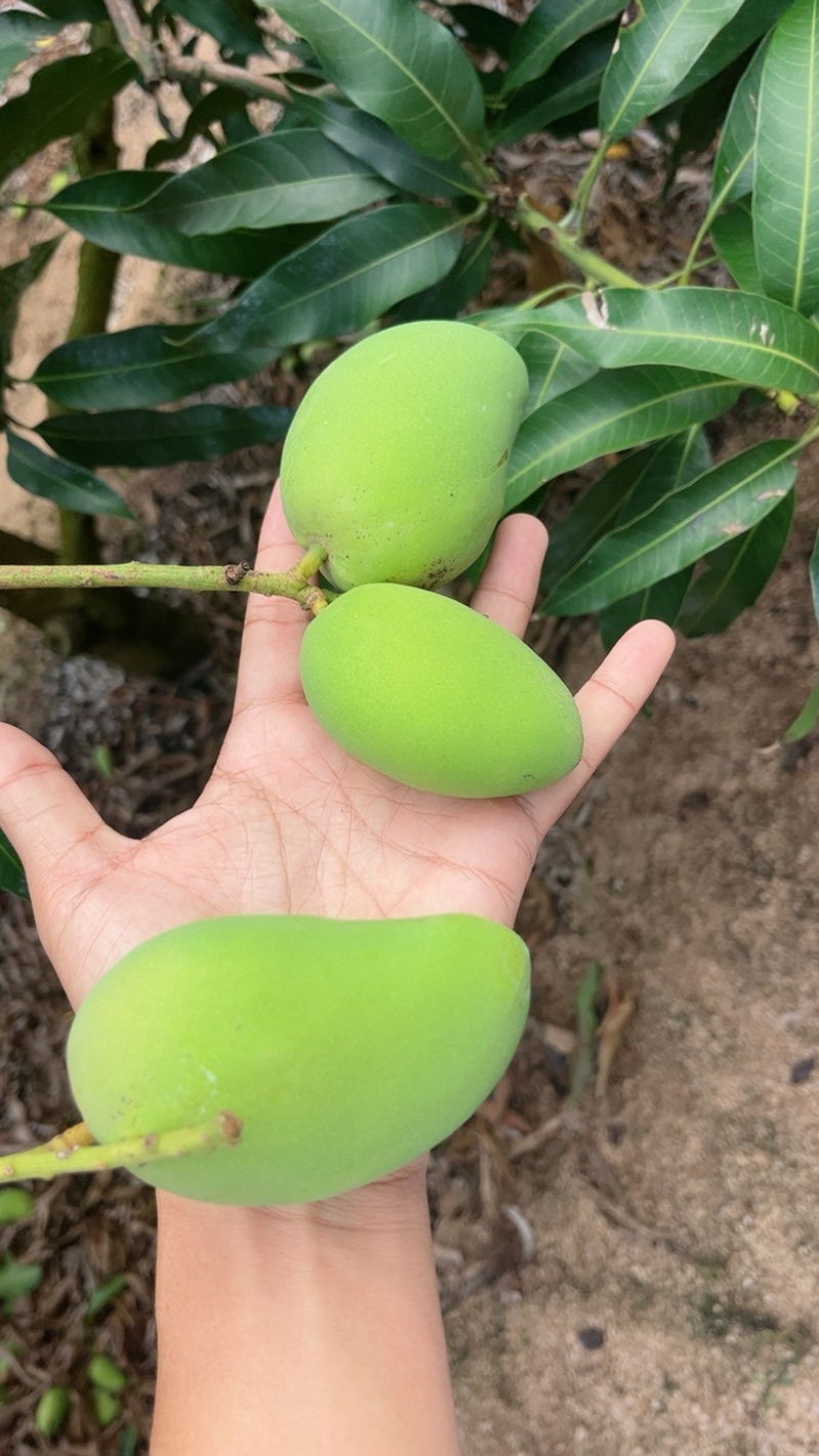 海南三亚小台芒现货现发、品质稳定.不是百家货。现货！