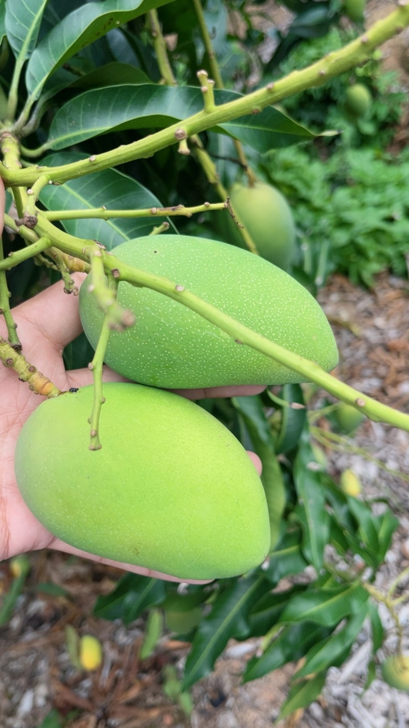 海南三亚小台芒现货现发、品质稳定.不是百家货。现货！
