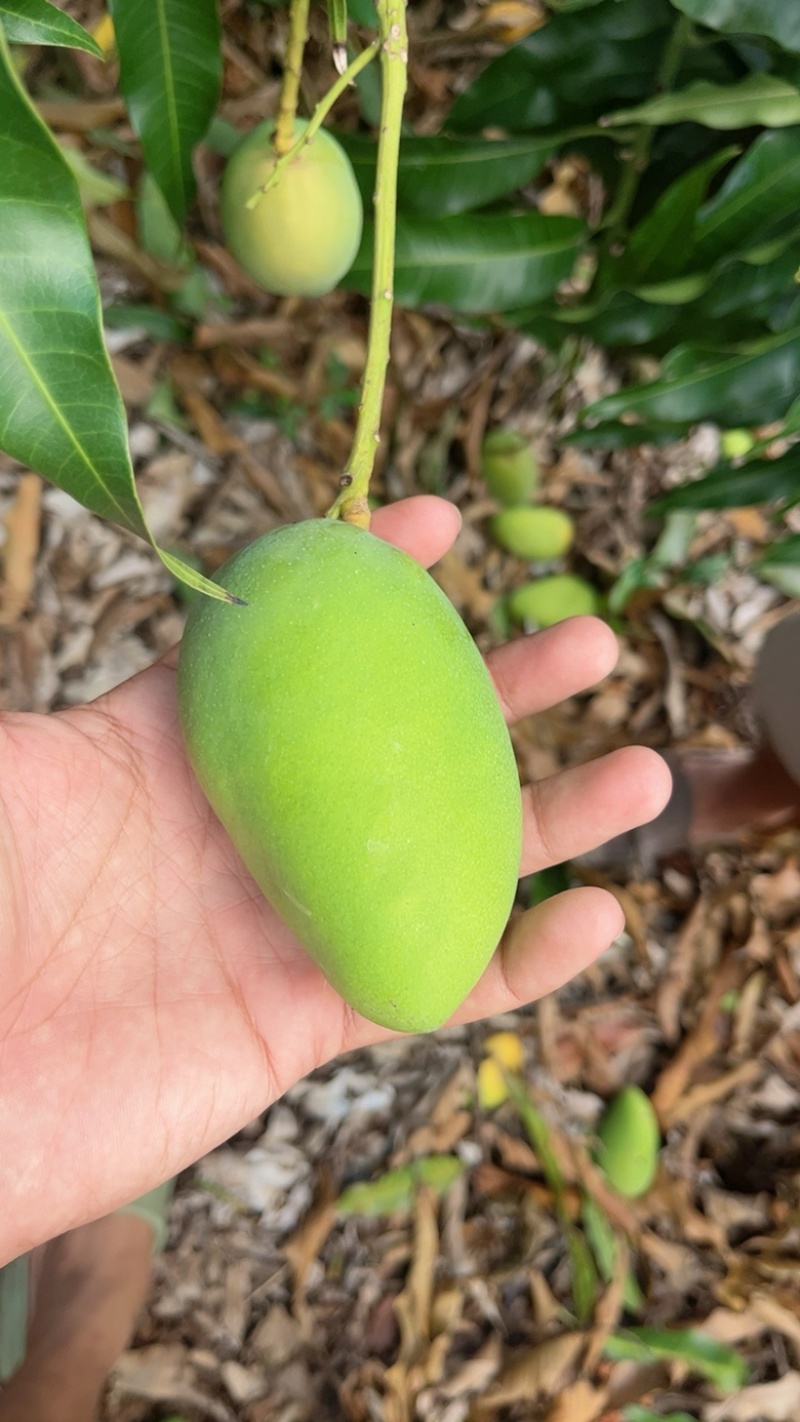 海南三亚小台芒现货现发、品质稳定.不是百家货。现货！