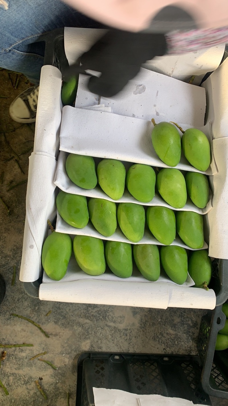 海南三亚小台芒现货现发、品质稳定.不是百家货。现货！