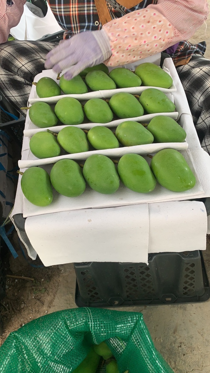 海南三亚小台芒现货现发、品质稳定.不是百家货。现货！