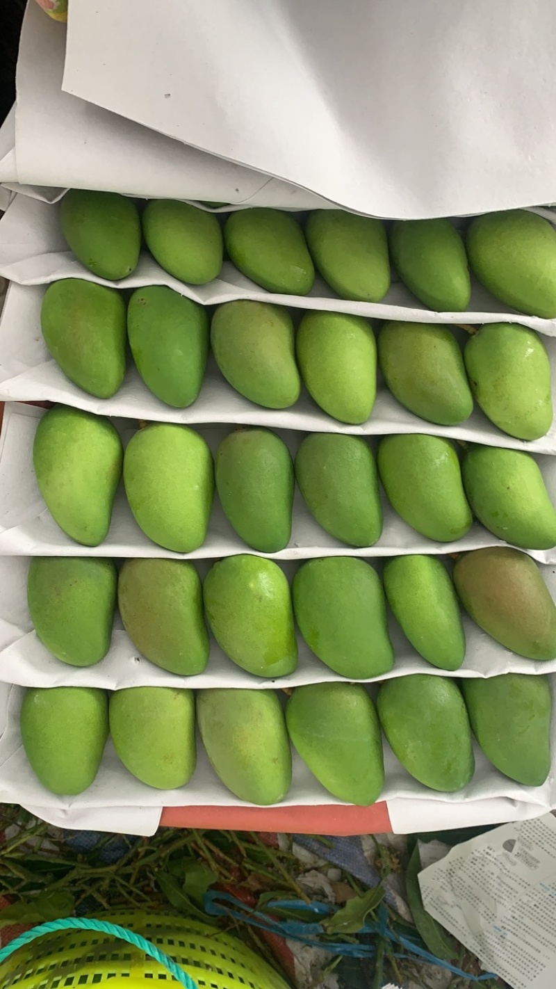 海南三亚小台芒现货现发、品质稳定.不是百家货。现货！
