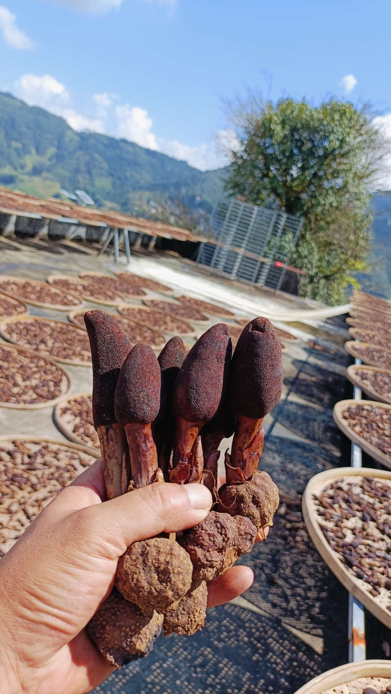 云南野生回春草