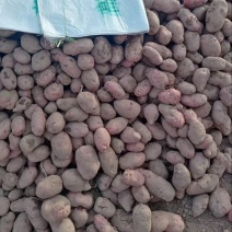 土豆红皮土豆现挖现发产地直供一手货源欢迎咨询