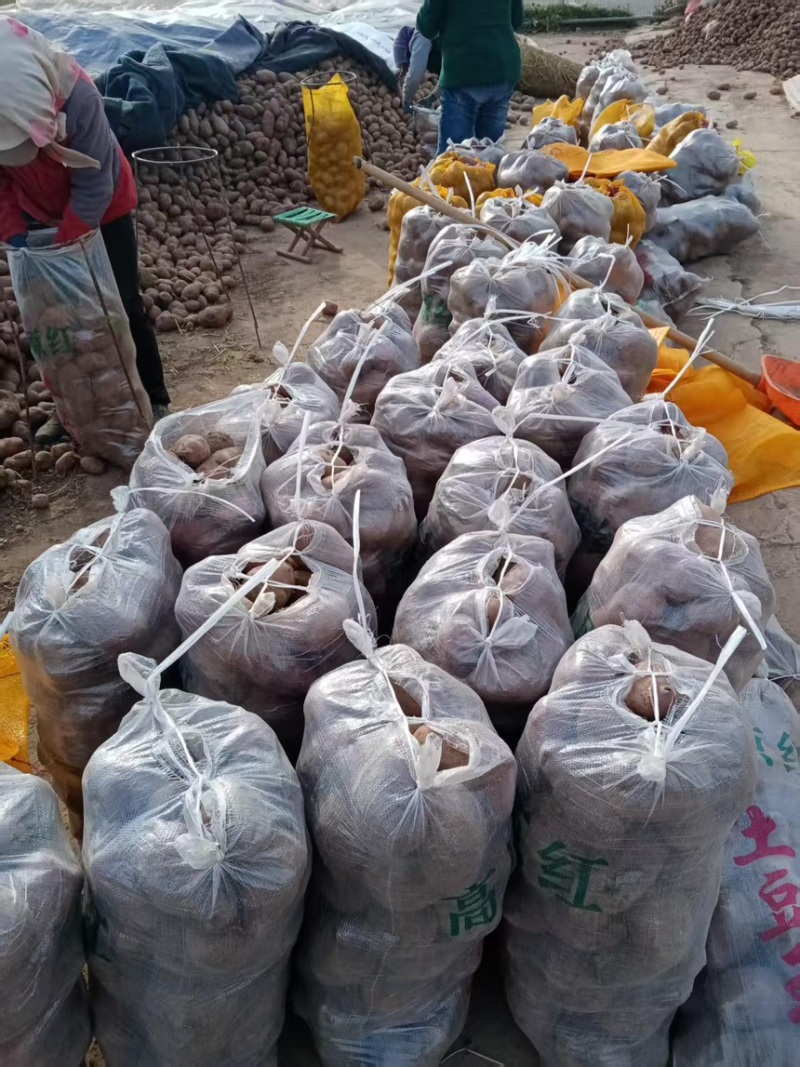 土豆红皮土豆现挖现发产地直供一手货源欢迎咨询