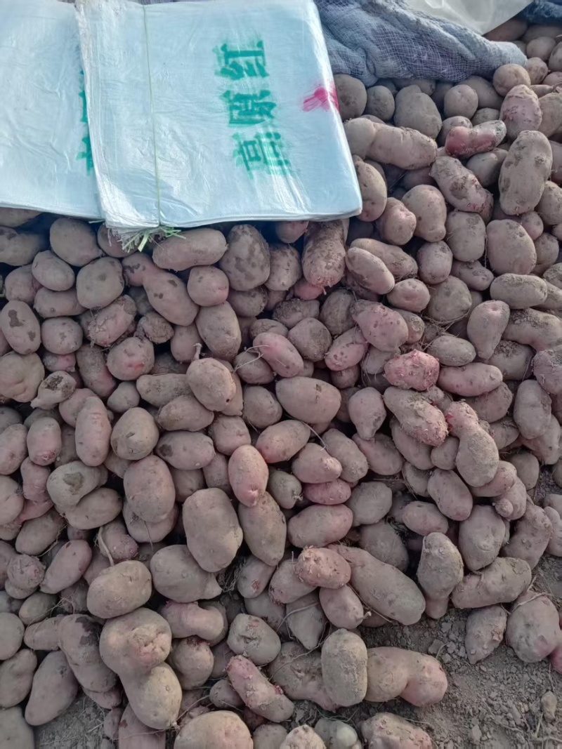 土豆红皮土豆现挖现发产地直供一手货源欢迎咨询