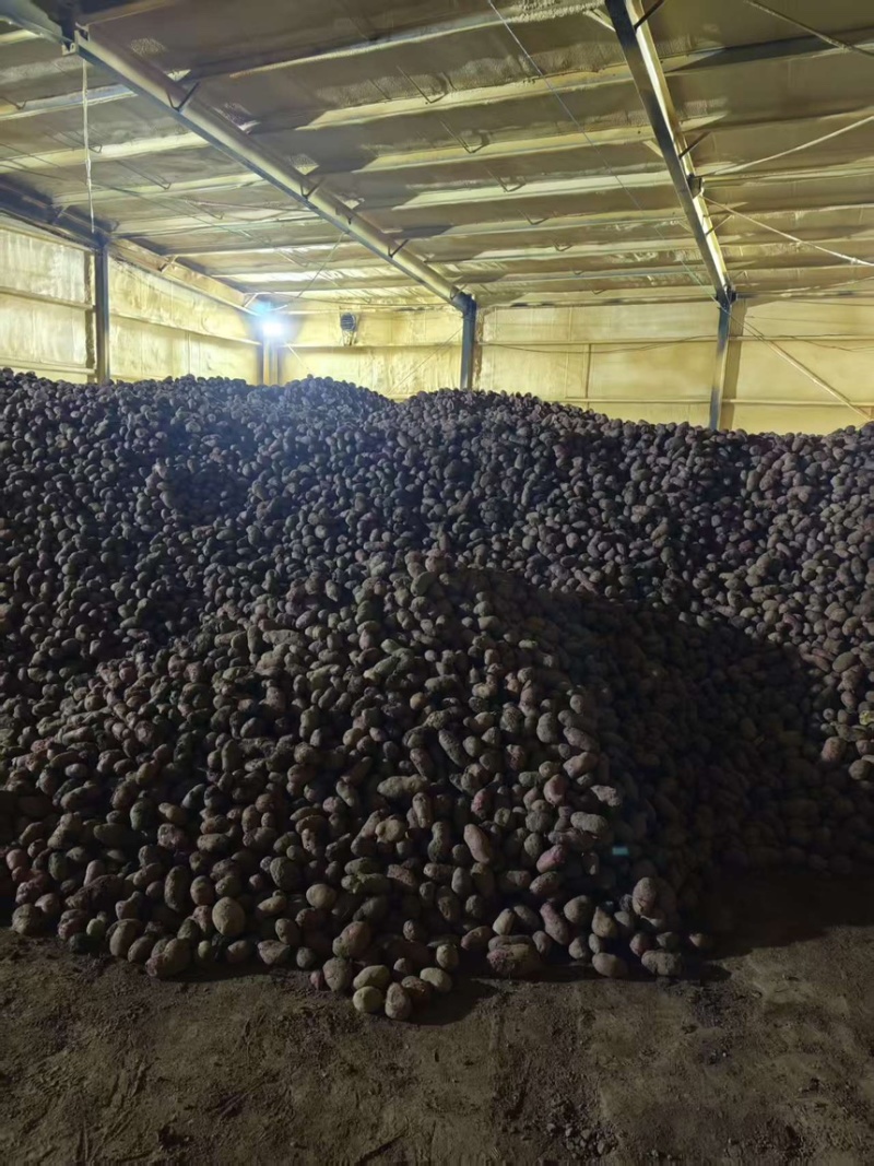 土豆红皮土豆现挖现发产地直供一手货源欢迎咨询
