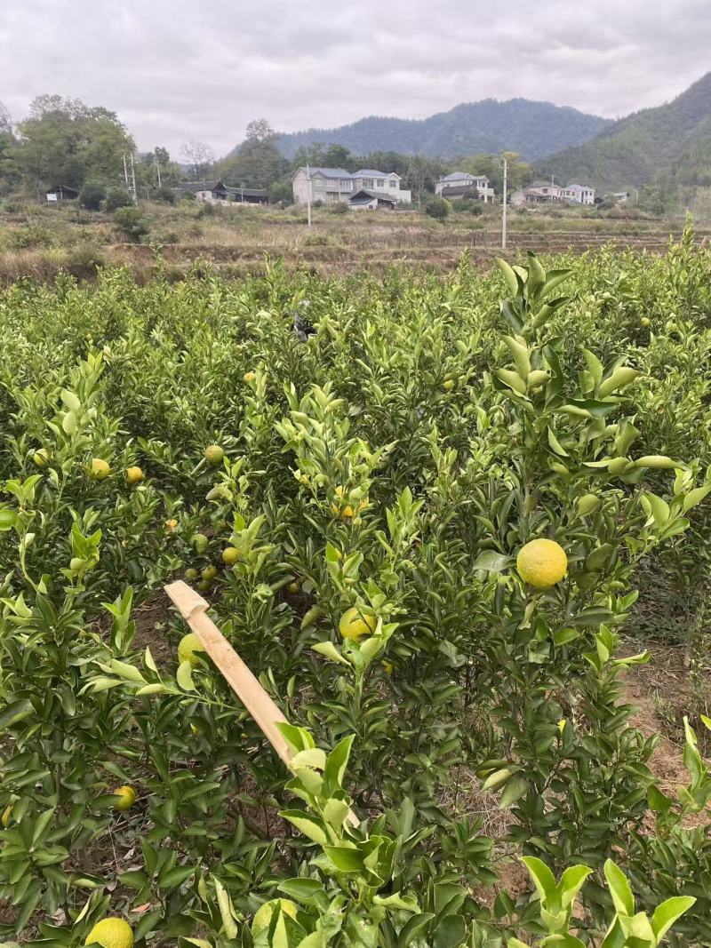 黄金贡柚大苗，大量供应，产地直发，品质保证