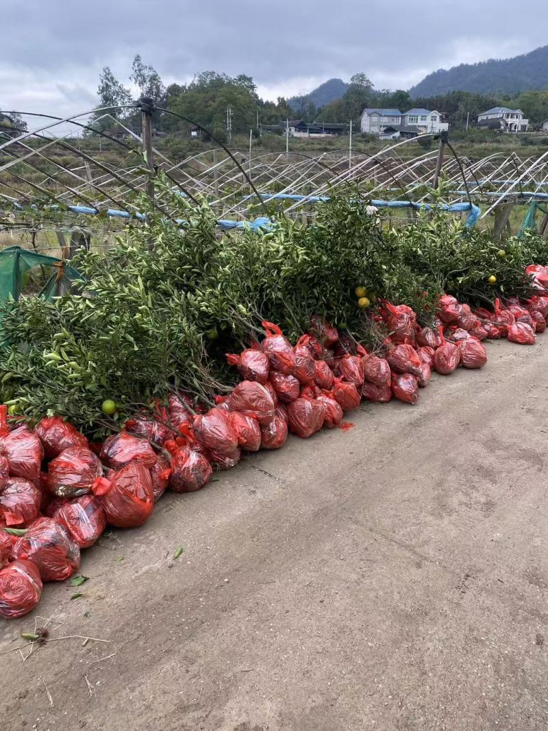 黄金贡柚大苗，大量供应，产地直发，品质保证