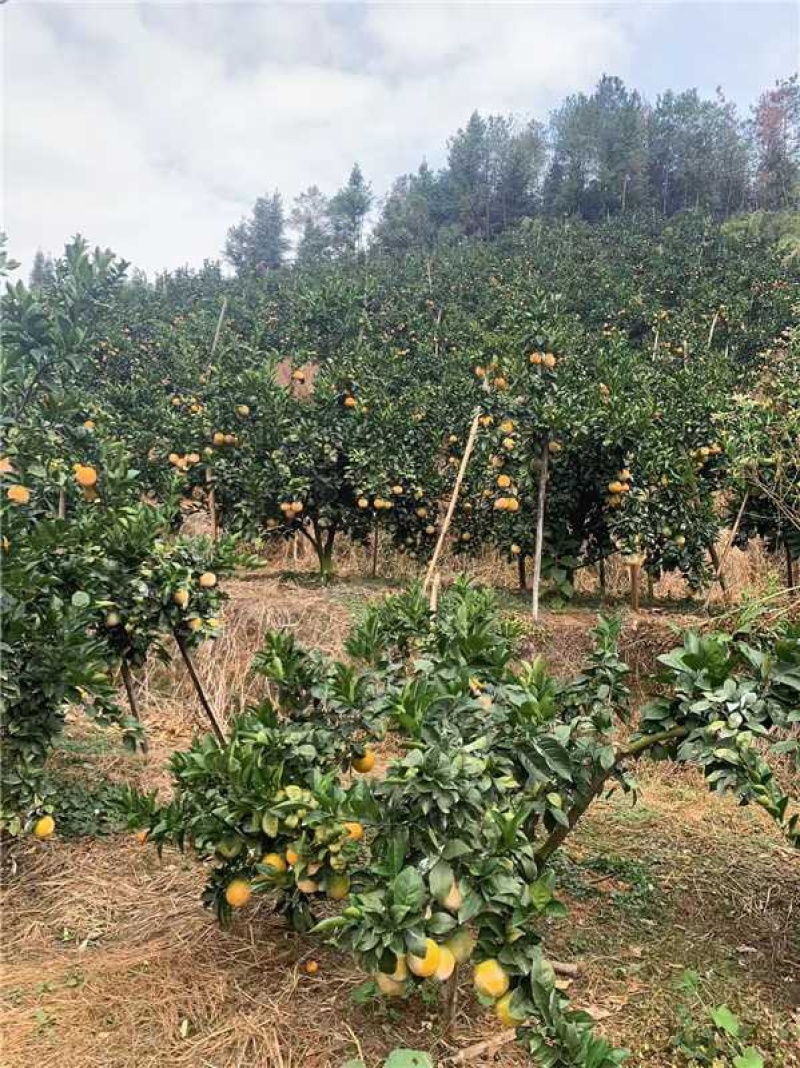 精品江西赣南脐橙产地直发口感甜支持电商一件代发