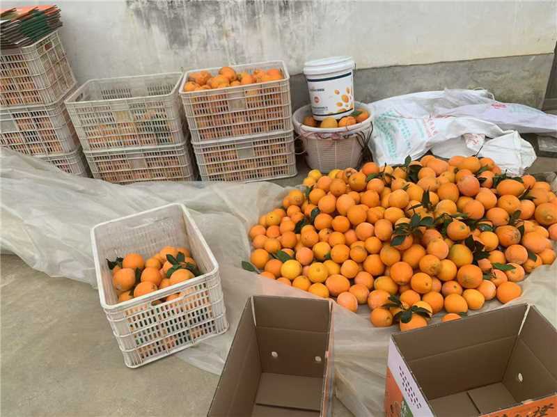 精品江西赣南脐橙产地直发口感甜支持电商一件代发