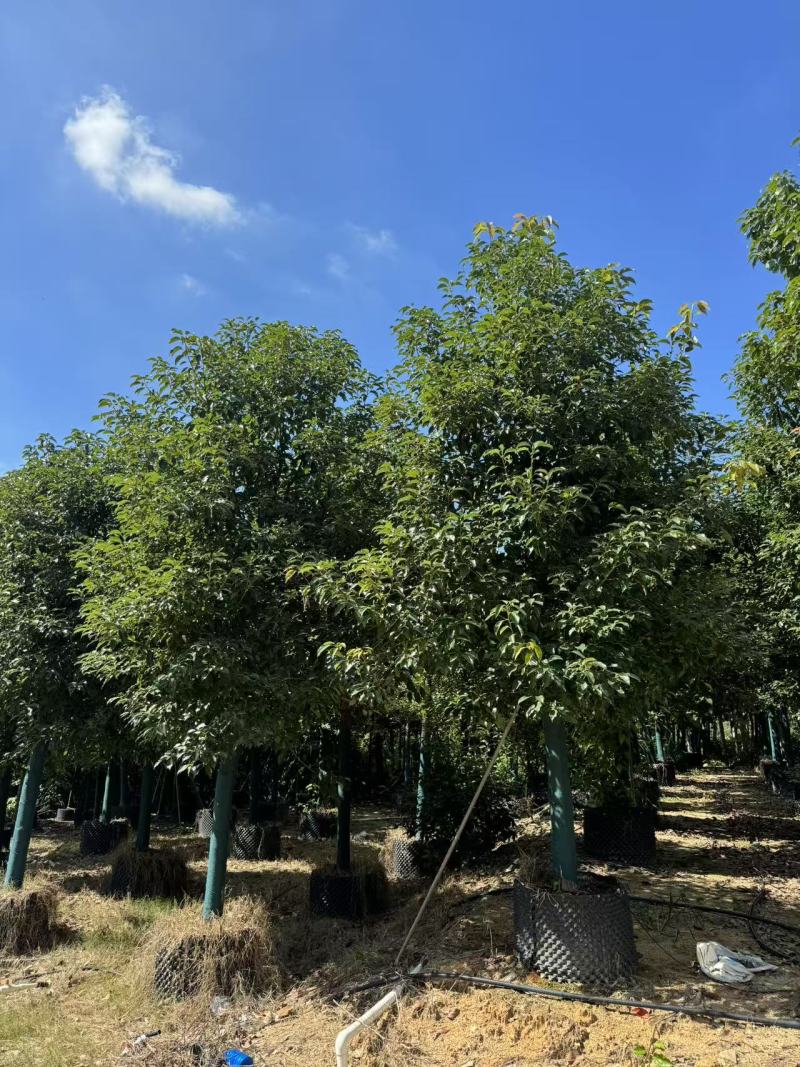 自家香樟树移植苗5——40公分小叶香樟大量现货
