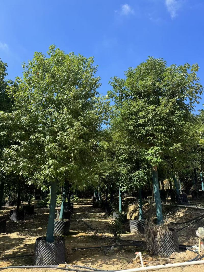 自家香樟树移植苗5——40公分小叶香樟大量现货