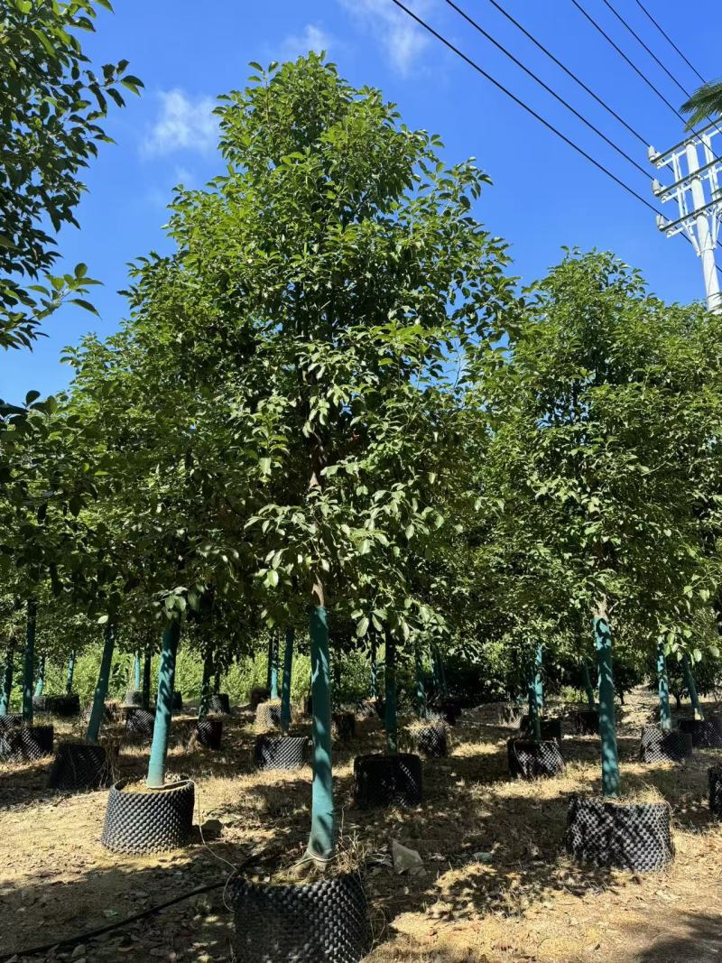 自家香樟树移植苗5——40公分小叶香樟大量现货