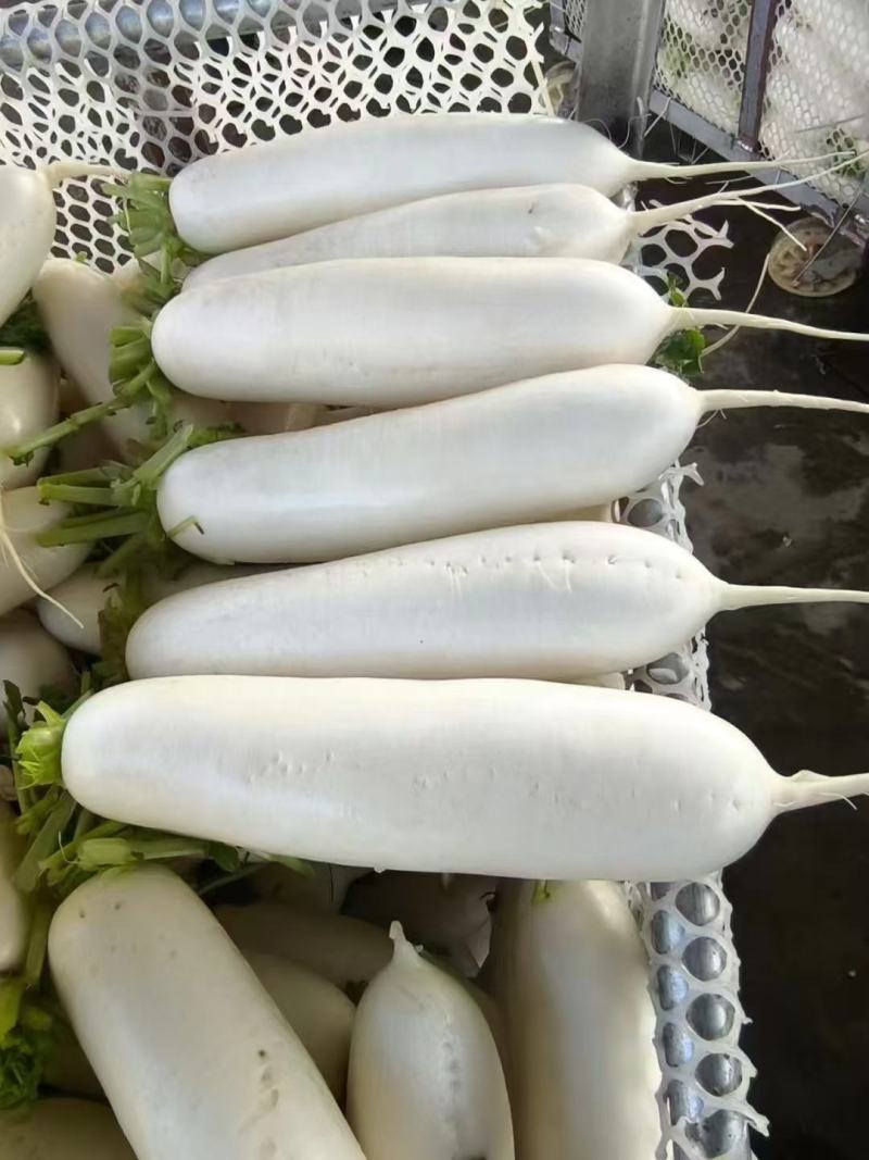 白萝卜，三排，四排都有