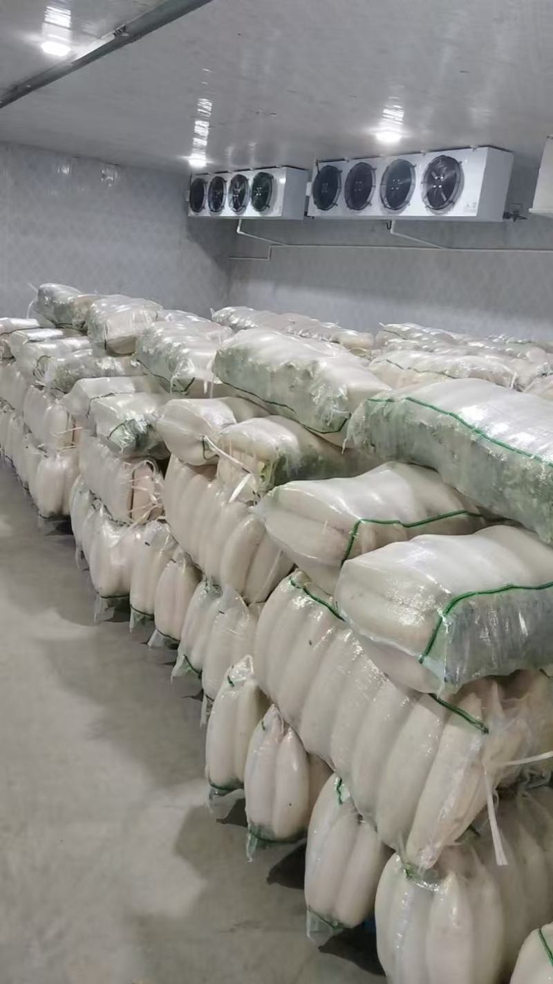白萝卜，三排，四排都有