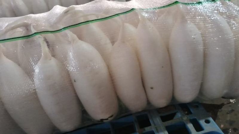 白萝卜，三排，四排都有