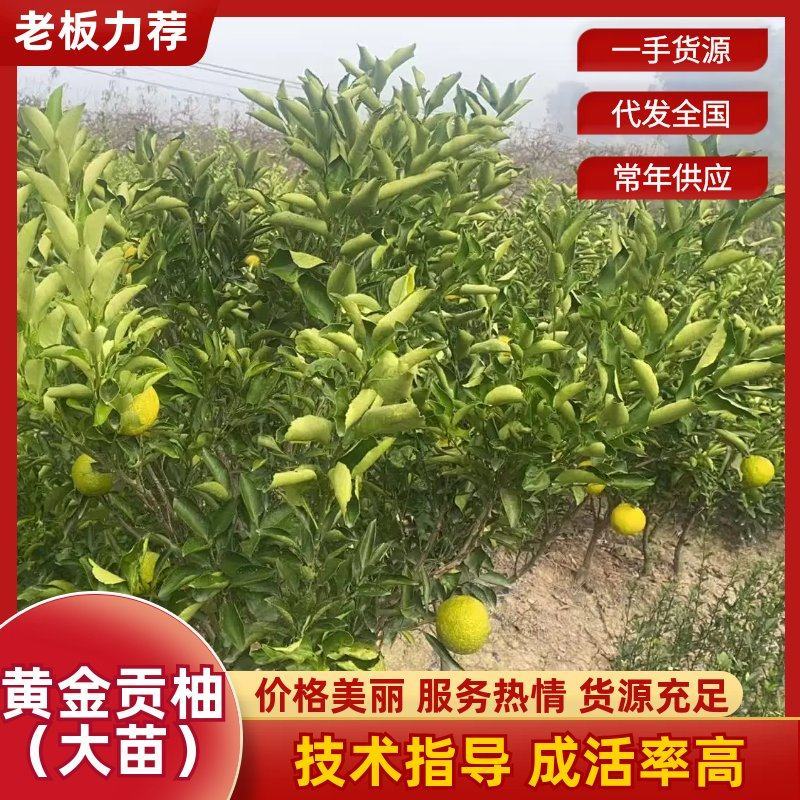 黄金贡柚大苗，大量供应，产地直发，品质保证