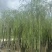 柳树垂柳3—20公分自家移植苗大量现货
