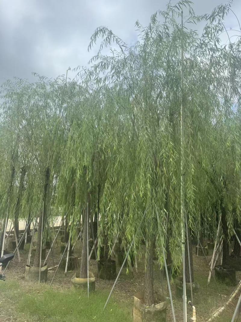 柳树垂柳3—20公分自家移植苗大量现货