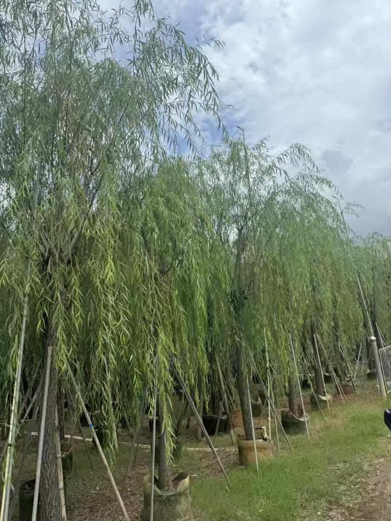 柳树垂柳3—20公分自家移植苗大量现货