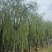 柳树垂柳3—20公分自家移植苗大量现货