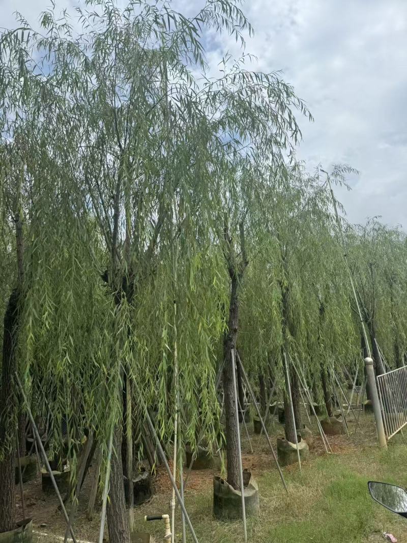 柳树垂柳3—20公分自家移植苗大量现货