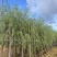 柳树垂柳3—20公分自家移植苗大量现货