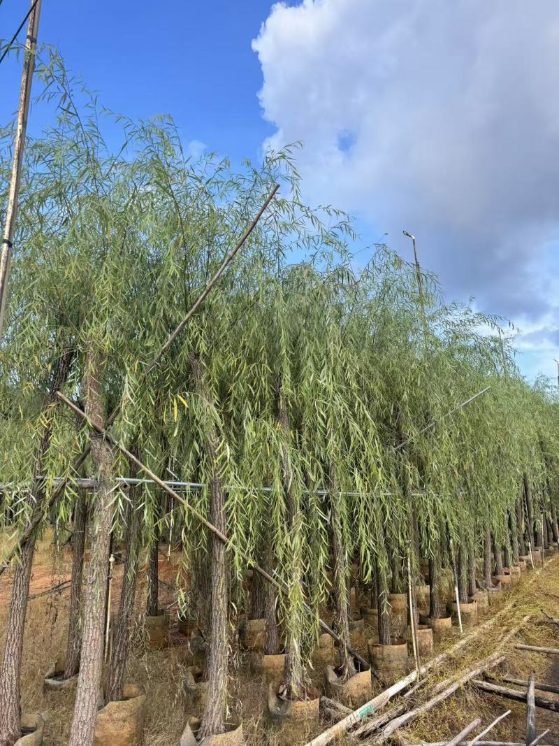 柳树垂柳3—20公分自家移植苗大量现货
