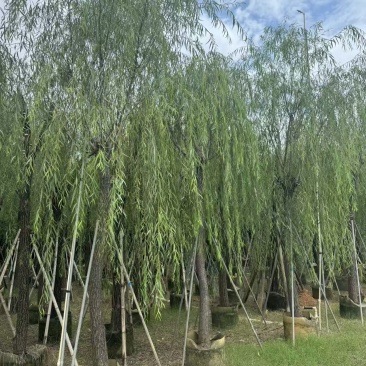 柳树垂柳3—20公分自家移植苗大量现货