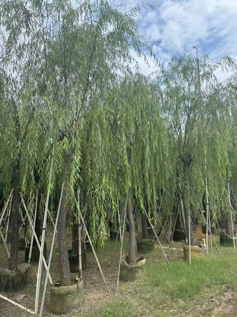 柳树垂柳3—20公分自家移植苗大量现货