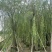 柳树垂柳3—20公分自家移植苗大量现货