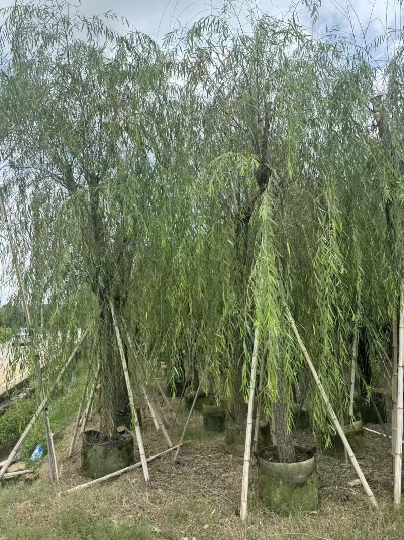 柳树垂柳3—20公分自家移植苗大量现货