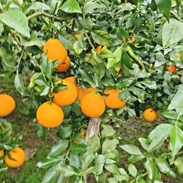 四川精品橙子/爱媛橙果冻橙/可视频看货/量大价优/欢迎咨询